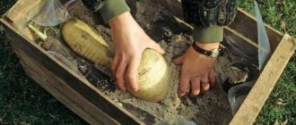 хранение редьки зимой в погребе